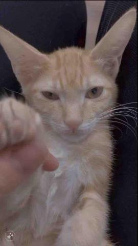 尼莫-台中市寵物保姆 - 