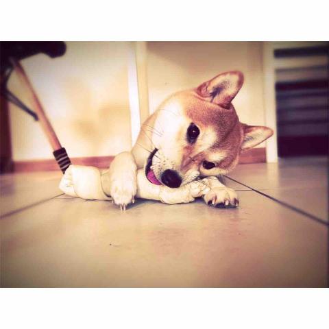 安安姐姐。到府寵物保姆 - 我最喜歡媽麻買給我的零食了 安安姐姐。到府寵物保姆 - 我最喜歡媽麻買給我的零食了