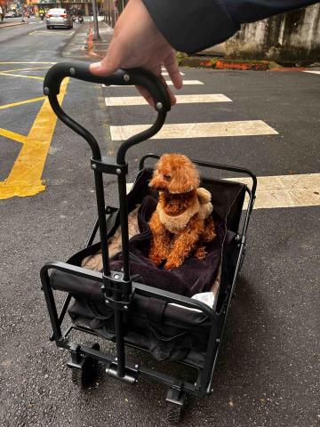 安安姐姐。到府寵物保姆 - 15歲貴賓狗狗,名字「魯邦」 行動不方便,專車接送服務^_^ 安安姐姐。到府寵物保姆 - 15歲貴賓狗狗,名字「魯邦」 行動不方便,專車接送服務^_^