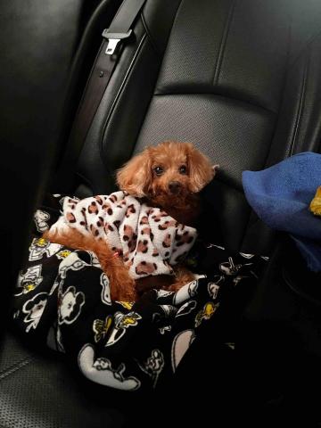 安安姐姐。到府寵物保姆 - 「魯邦」安心護送? 安安姐姐。到府寵物保姆 - 「魯邦」安心護送?