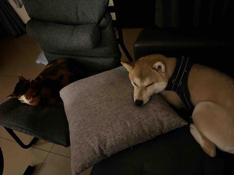 安安姐姐。到府寵物保姆 - 慵懶的午後(難的兩隻可以和平共處❤️) 安安姐姐。到府寵物保姆 - 慵懶的午後(難的兩隻可以和平共處❤️)