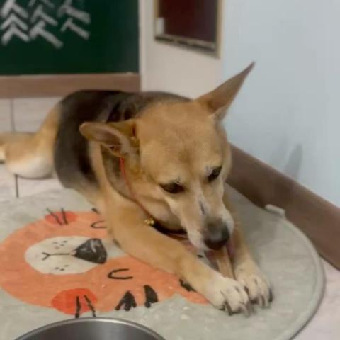 提供遛狗绳服務的專家曼