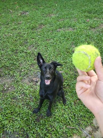 Andrea寵物居家服務/國小孩童作業輔導/中英文語教學 - 到府遛狗陪玩,提供照片服務