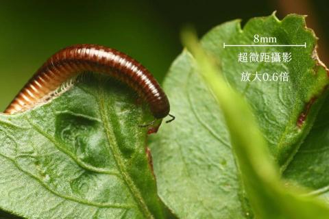 賴劭華 - 微距攝影 | 昆蟲