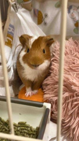 陳澤惠 - 我養的天竺鼠