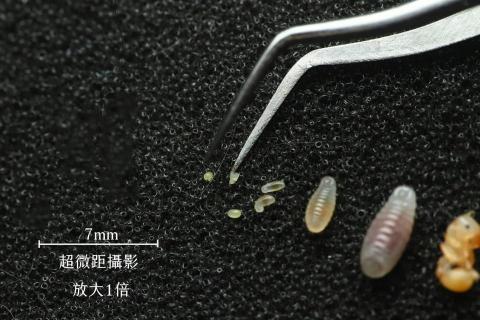 賴劭華 - 微距攝影 | 昆蟲