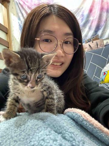 白藍台南到府服務 - 幼貓照顧