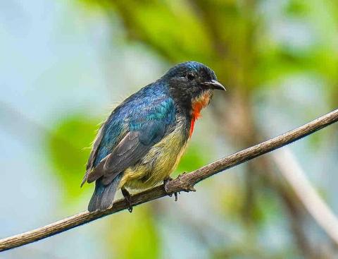 葉智雄 - 生態活動