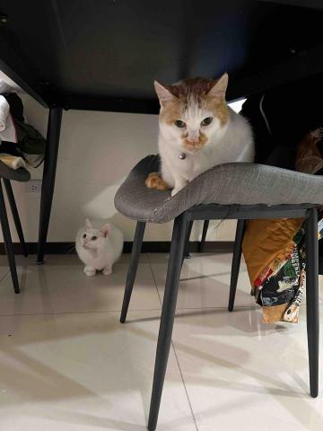 Miki Kao - 阿肥與年糕