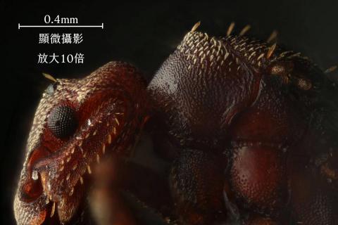 賴劭華 - 顯微攝影 | 昆蟲