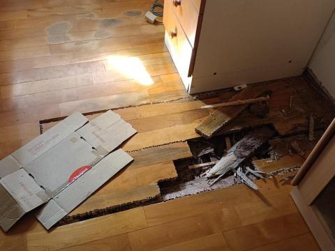 大佶環衛 - 白蟻木地板破壞