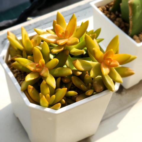 提供capcut教学服務的專家Phyllis