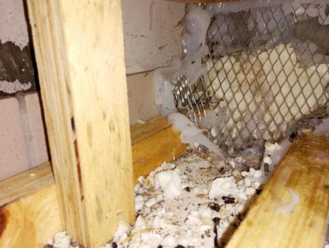 嘉澤滅鼠封堵防治工程 - 客戶反應天花板上有老鼠和蟑螂,經查老鼠和蟑螂經1樓下水道爬到天花板上和排風機管路破損蟑螂到室內,經特別的封堵和噴藥後再也沒出現蟑瑯和老鼠。 嘉澤滅鼠封堵防治工程 - 客戶反應天花板上有老鼠和蟑螂,經查老鼠和蟑螂經1樓下水道爬到天花板上和排風機管路破損蟑螂到室內,經特別的封堵和噴藥後再也沒出現蟑瑯和老鼠。