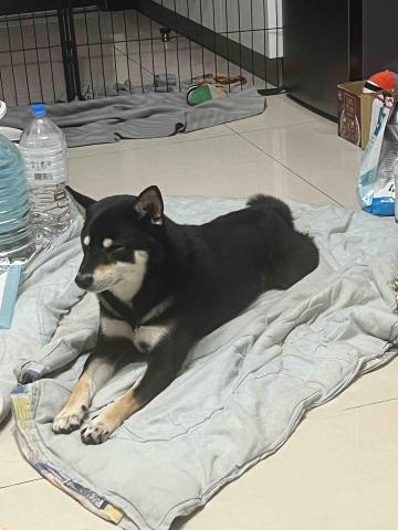 提供遛狗服務的專家林大成