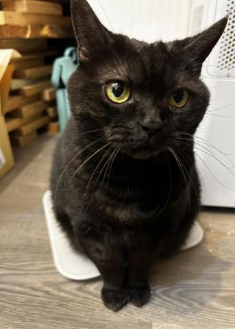 葉亭夆 - 坐在體重計上的孩子