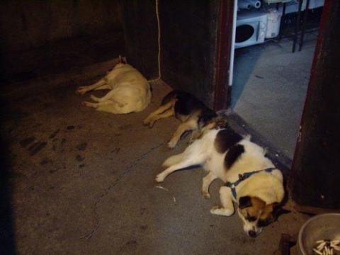 Zheng Jia Xin - 以前營區照顧的三隻狗狗