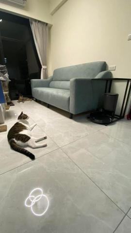 葉亭夆 - 打掃完很chill的貓咪