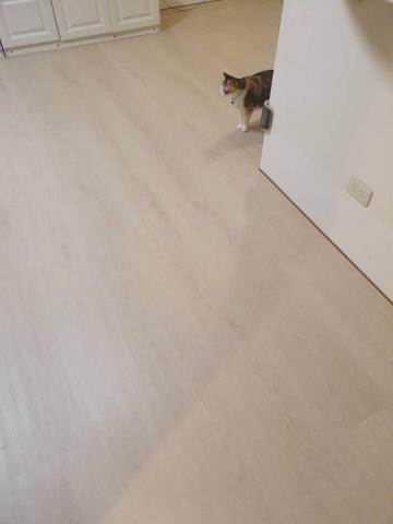 Shin Lai - 日本SPC無縫白