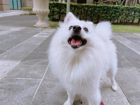 許家若 - 當寵物保姆時的工作記錄。散步拍照給飼主。