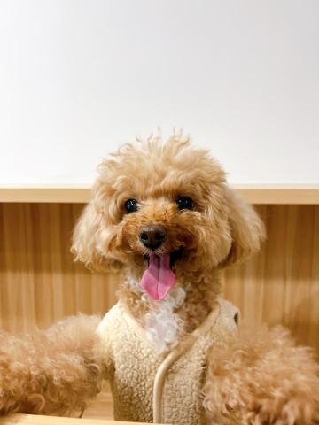 許家若 - 正在籌備中的桃園寵物旅館（圖為家裡的狗狗模特）