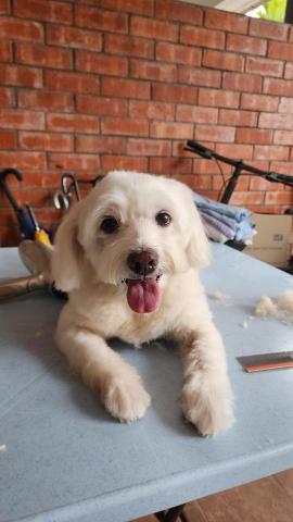 拉可菲寵物工作室🐾Lacof Pet Studio - 