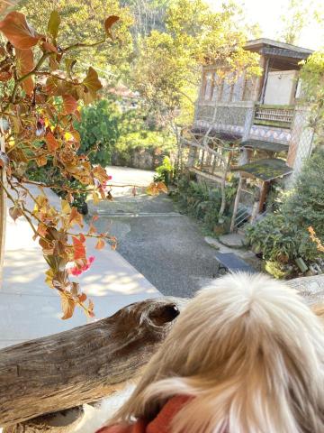 陳小姐 - 寵物友善住宿開箱