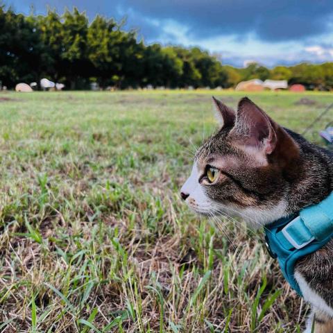 提供保姆服務的專家寵物保姆Mia