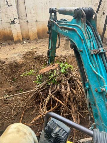 源益工程行 - 樹根挖除