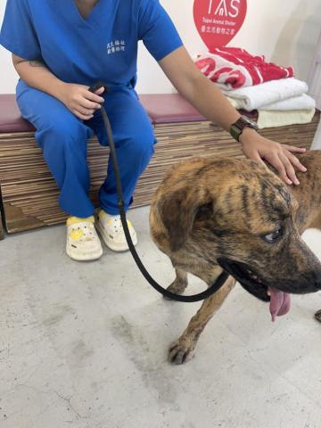 余艾蓁 - 收容所的小狗