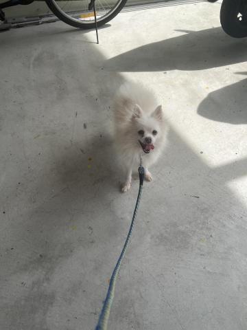 余艾蓁 - 咬人的小柏美