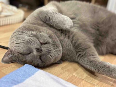 高嘉妤 - 陪伴貓咪照顧休息