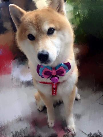 Sally Shu - 能帶寵物散步！