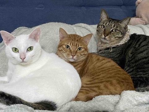 高嘉妤 - 多貓照顧