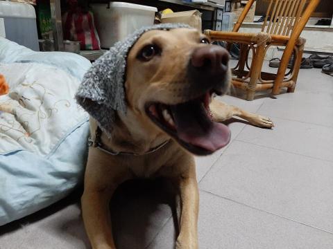 許橘子 - 可可愛愛的帽子，好看嗎？