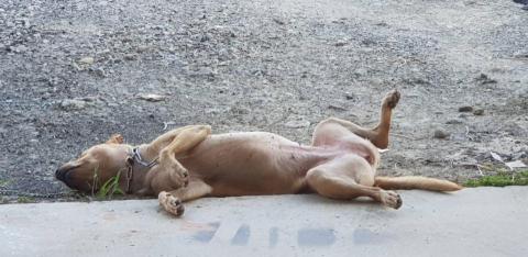 許橘子 - 在工廠睡成這副德性，還被偷拍