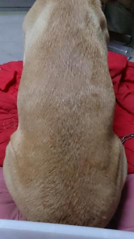 許橘子 - 阿罵養出來的腰身