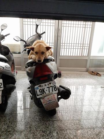 許橘子 - 洗完抹布一回頭就看到，跳到車上趴著看我的小狗狗