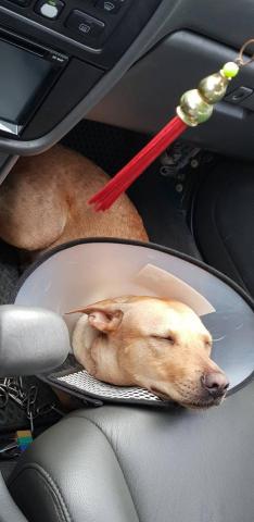 許橘子 - 一歲，剛結紮完