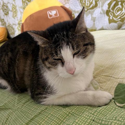 提供收纳挂袋服務的專家顏可芯