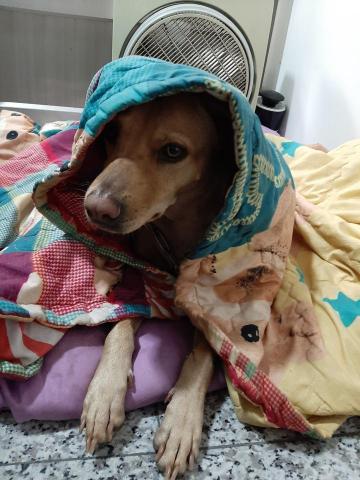 許橘子 - 吉卜賽女狗