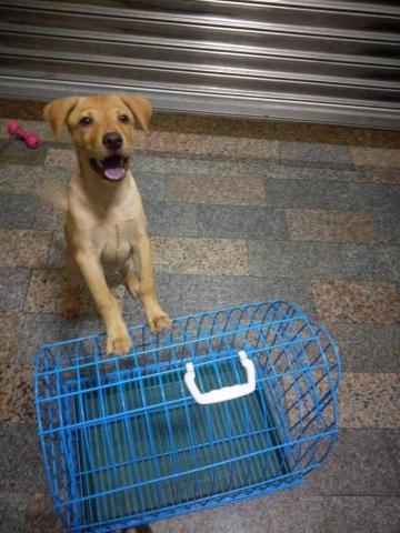 許橘子 - 你看，這是我的狗籠