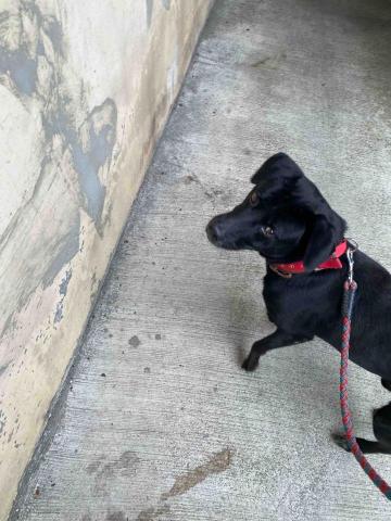 王寶霈 - 幫客戶遛狗