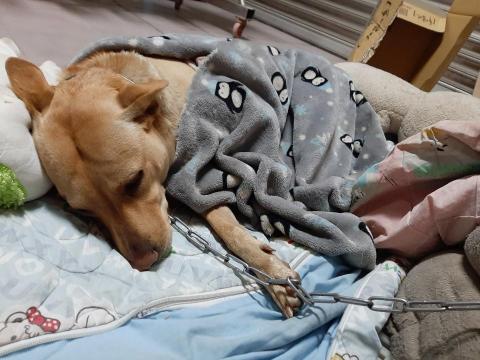 許橘子 - 睡著的天使