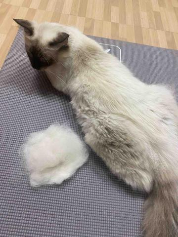 高嘉妤 - 梳理廢毛清潔眼屎等