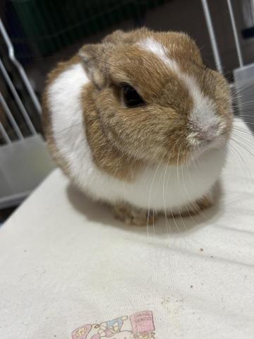 Sally Shu - 有寵物照顧經驗