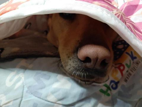 許橘子 - 我要睡覺了