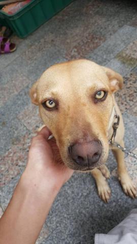 許橘子 - 一臉無言，懷疑狗生