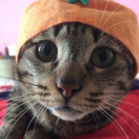 提供浪板屋服務的專家潘姿玲