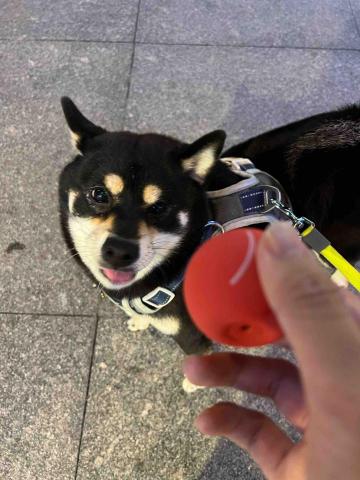 周于翔 - 家裡的狗