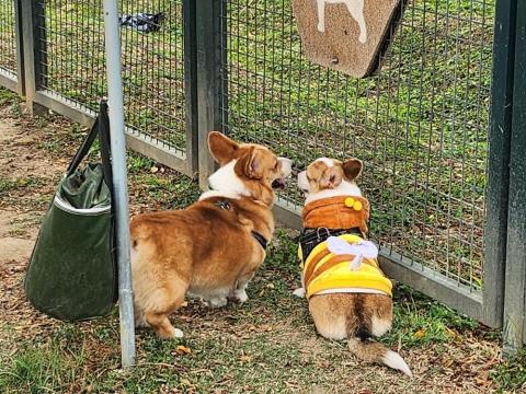 葉如軒 - 圖片為我帶著我家狗狗至寵物公園放風與其他狗狗相處